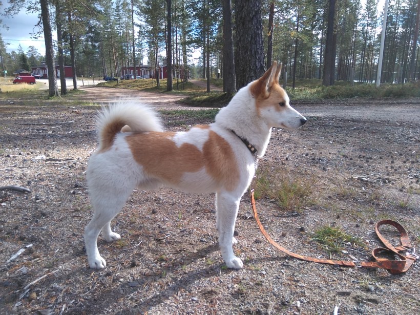 kaikenriistan-ruutidsc_2532